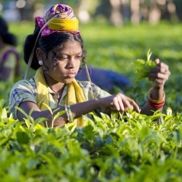 Индийский чай может подорожать из-за пандемии фото