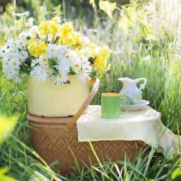 Чому зелений чай називають «літнім» напоєм і як він захищає шкіру від сонця фото