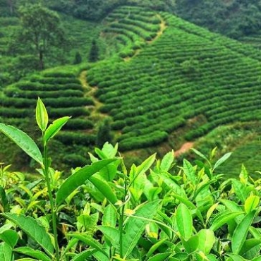 Де вирощують якісний чай фото