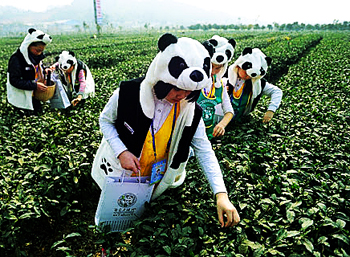 «Панда Данг» – п'ятий у списку дорогих чаїв. 